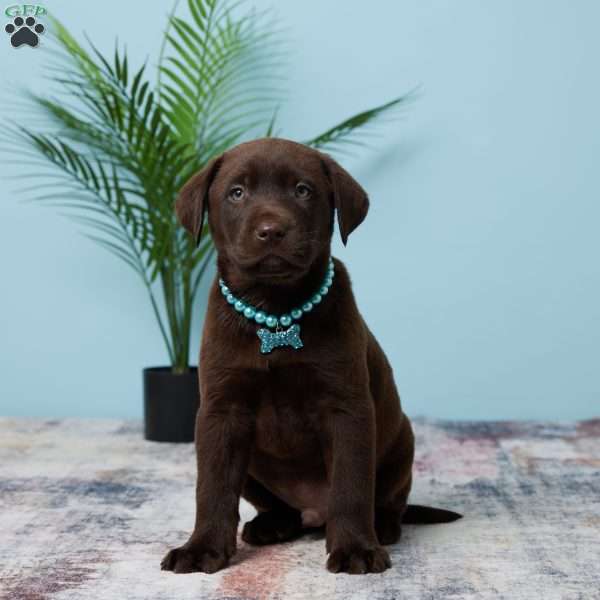 Jackson, Chocolate Labrador Retriever Puppy
